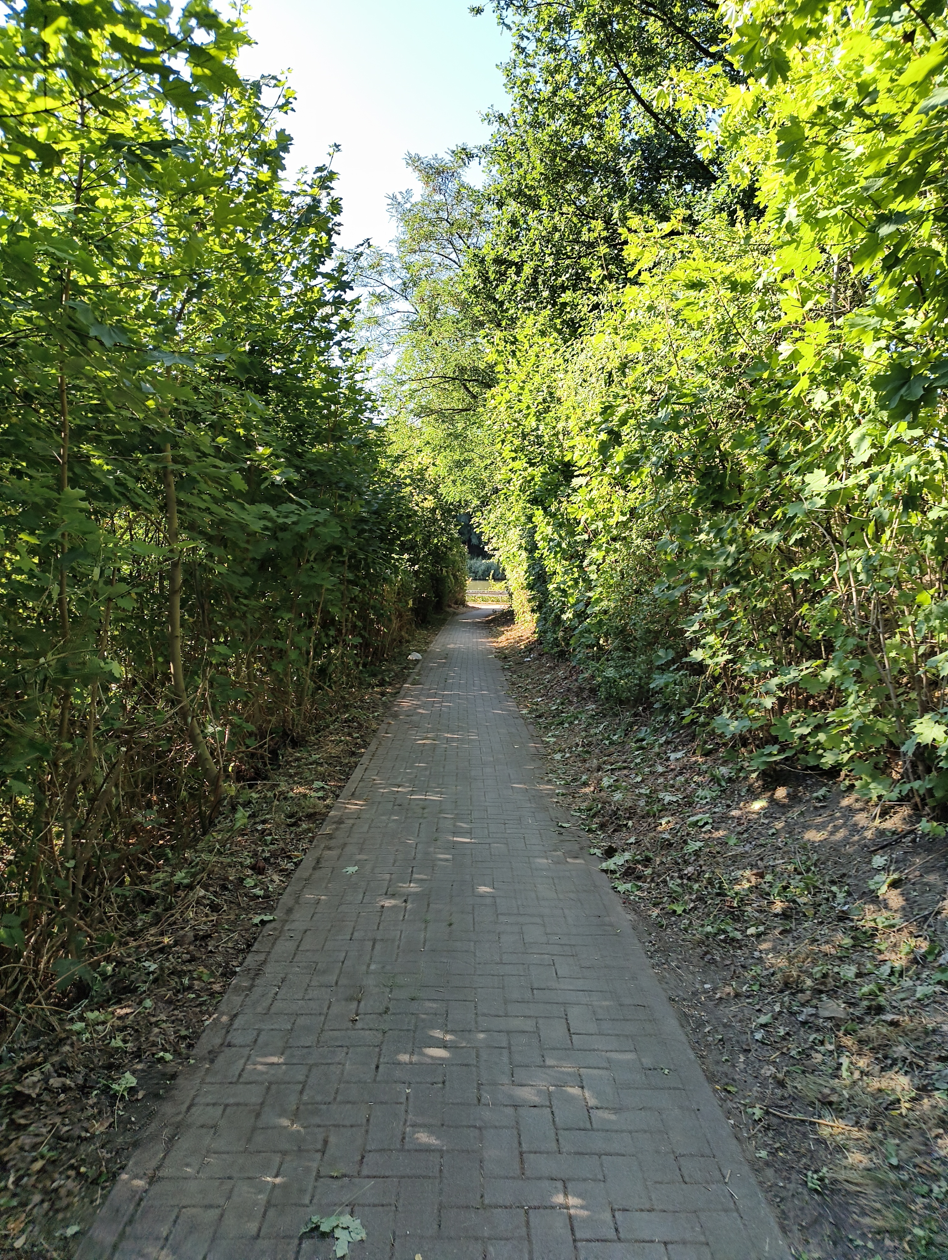 Blick auf einen gepflasterten Weg, der leicht hinunter führt. Ein handbreiter Bereich neben dem Weg wurde von allen Pflanzen befreit. Büsche und Bäume auf beiden Seiten des Weges bilden ein Sonnen-Spalier.